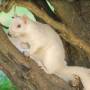 albino_squirrel.jpeg